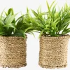 BERTRAMPlante artificielle BERTRAM Ø8xH18cm assorti