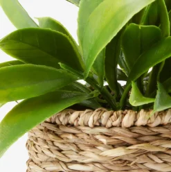 BERTRAMPlante artificielle BERTRAM Ø8xH18cm assorti